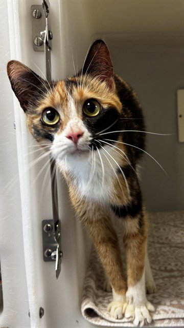 BUNNY - Domestic Short Hair available for adoption