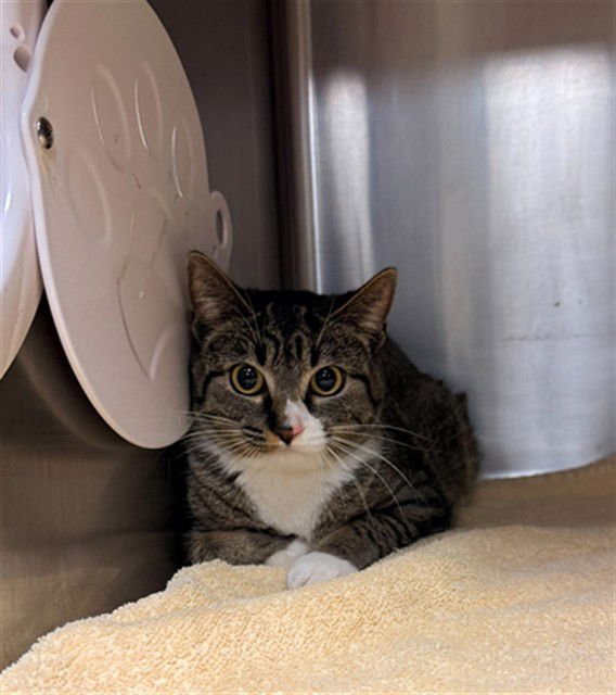 BOOTS - Domestic Short Hair available for adoption