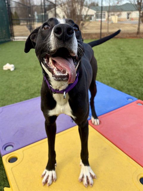 BAILEY - Black Mouth Cur available for adoption