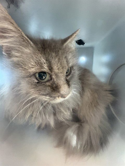 CHANEL - Domestic Medium Hair available for adoption