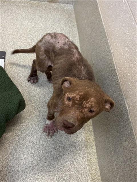 MAPLE - Pit Bull Terrier available for adoption