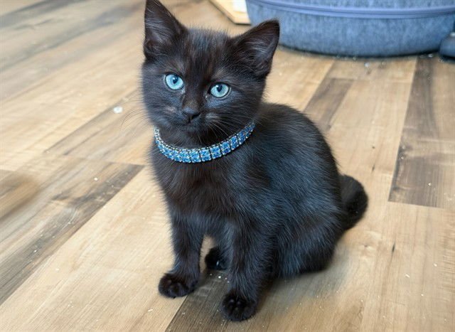 CHOCOLATE CAKE - Domestic Short Hair available for adoption