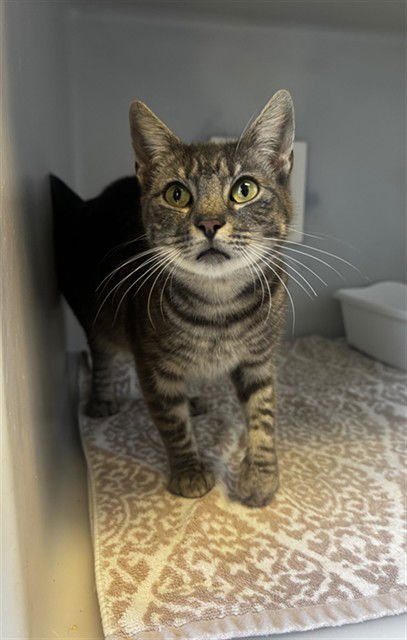 BURGUNDY - Domestic Short Hair available for adoption