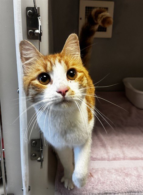 ROBBY RAY - Domestic Short Hair available for adoption