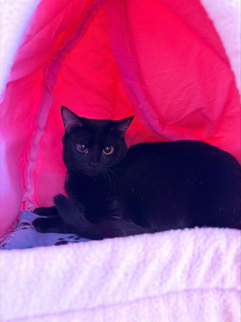 MILEY - Domestic Short Hair available for adoption