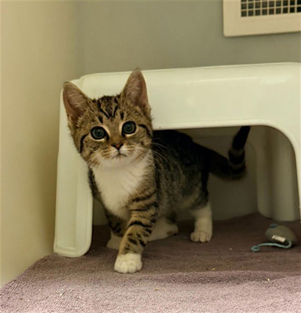 FABLE - Domestic Short Hair available for adoption