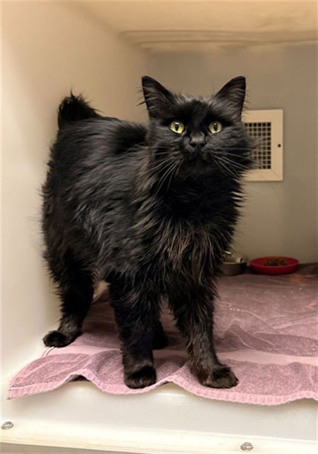 NOIR - Domestic Long Hair available for adoption