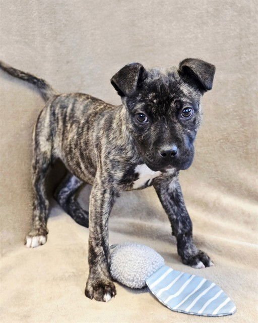 LULU - Pit Bull Terrier available for adoption