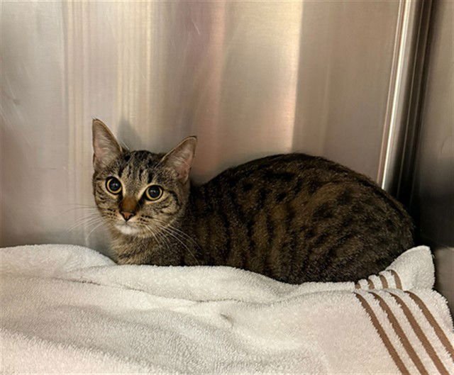 TULIP - Domestic Short Hair available for adoption