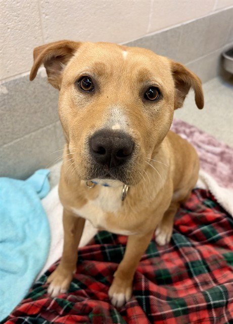 BAYLEE - Labrador Retriever available for adoption