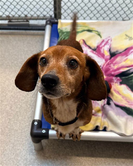 MILTON - Beagle available for adoption