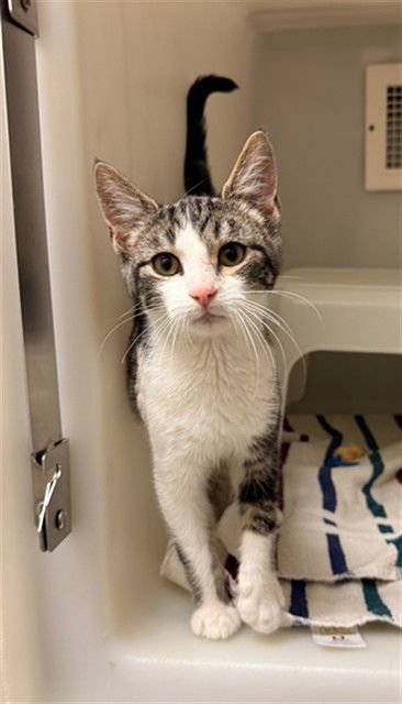 BRANCO - Domestic Short Hair available for adoption