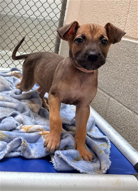 SUNSTONE - German Shepherd Dog available for adoption