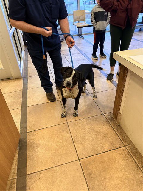 ATLAS - Pointer / Labrador Retriever available for adoption