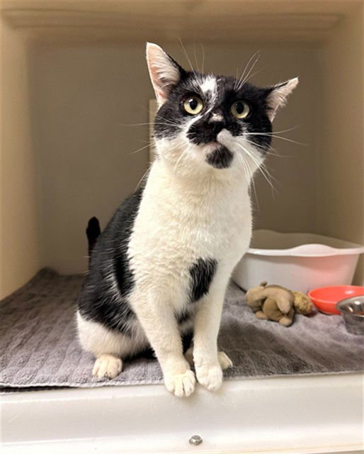 PHANTOM - Domestic Short Hair available for adoption