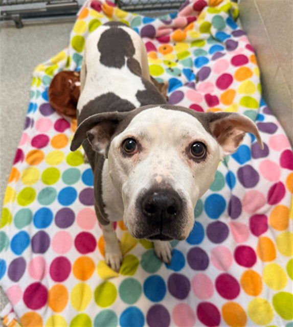 BLOSSOM - Pit Bull Terrier available for adoption