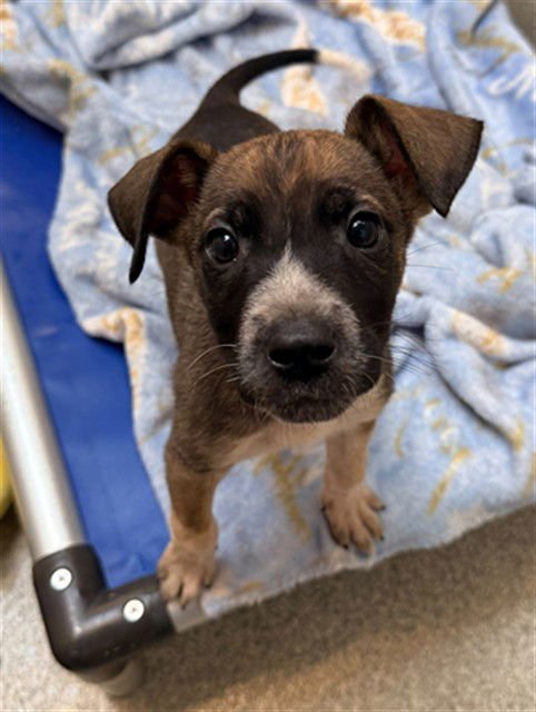 MOONSTONE - German Shepherd Dog available for adoption