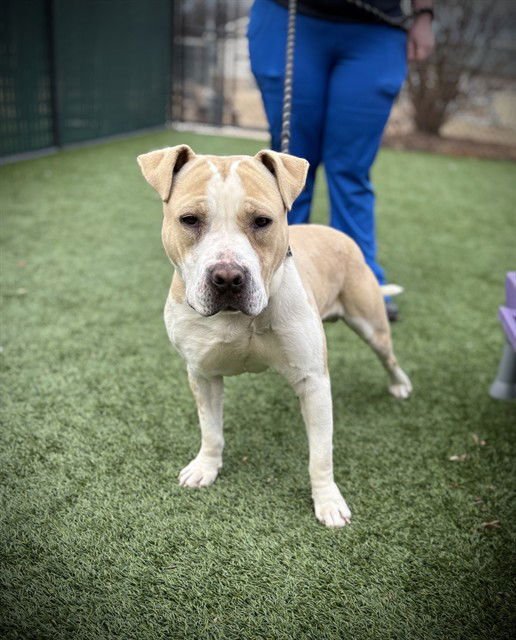 BUTTERS - Pit Bull Terrier available for adoption