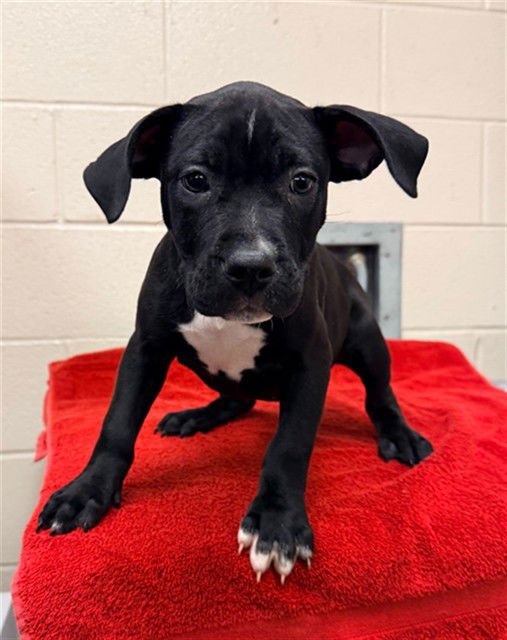 LYNX - Pit Bull Terrier available for adoption