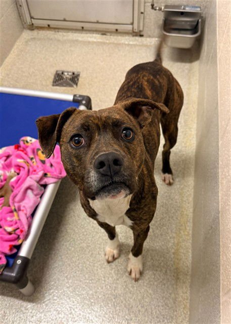 WESLEY - Pit Bull Terrier available for adoption