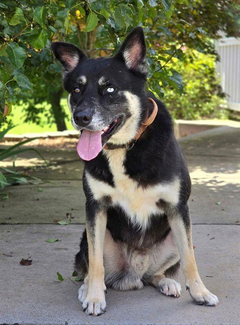 ZUKO - German Shepherd Dog available for adoption