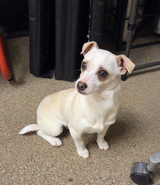 TOMMY - Chihuahua available for adoption