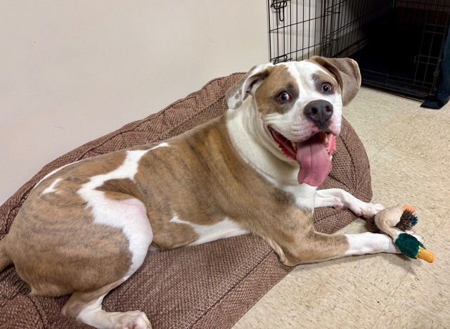 CHANCE - American Bulldog available for adoption