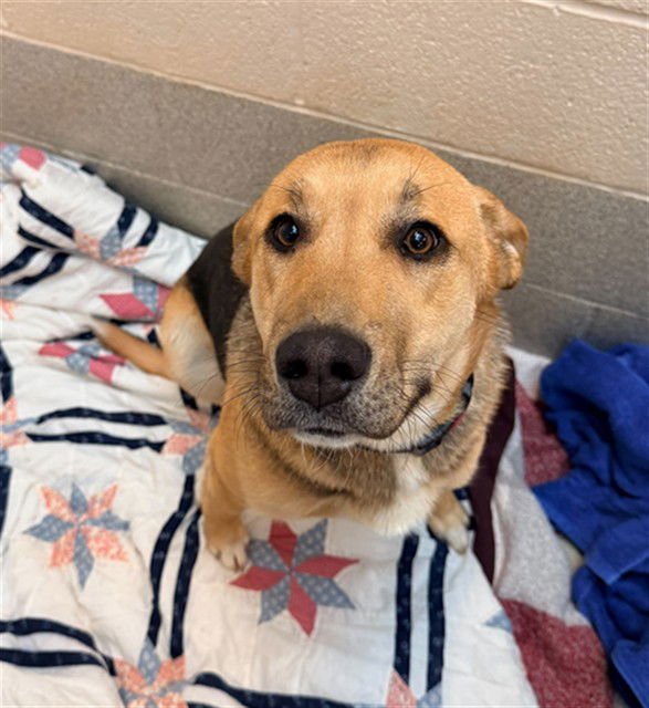 GROVER - German Shepherd Dog available for adoption