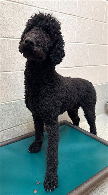 LENNY - Poodle (Standard) available for adoption