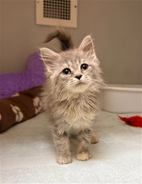 MYA - Domestic Medium Hair available for adoption