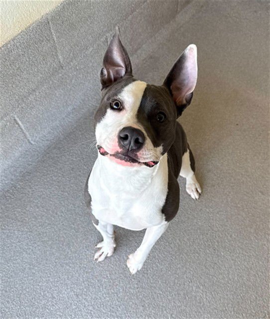 LEXI - Pit Bull Terrier available for adoption