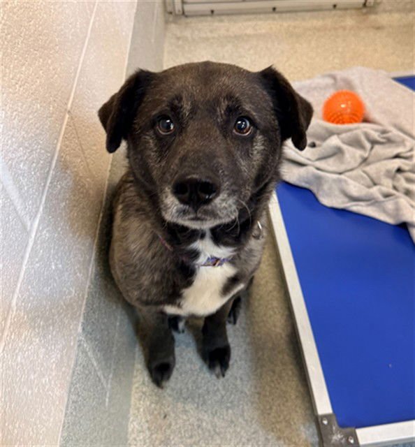 SKY - Siberian Husky available for adoption