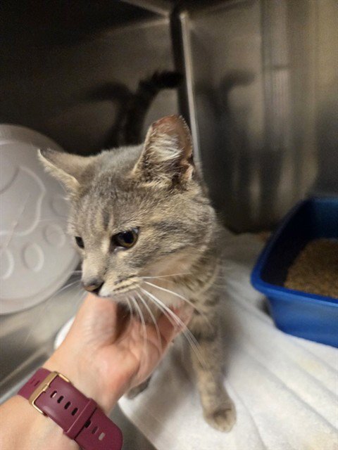 LUFFY - Domestic Short Hair available for adoption