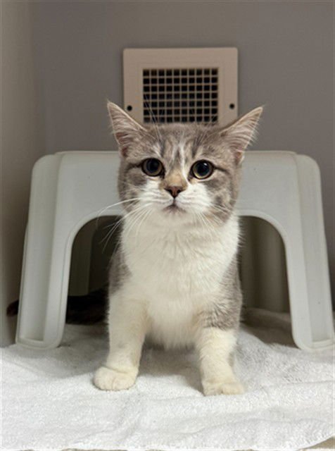 TRINA - Domestic Short Hair available for adoption