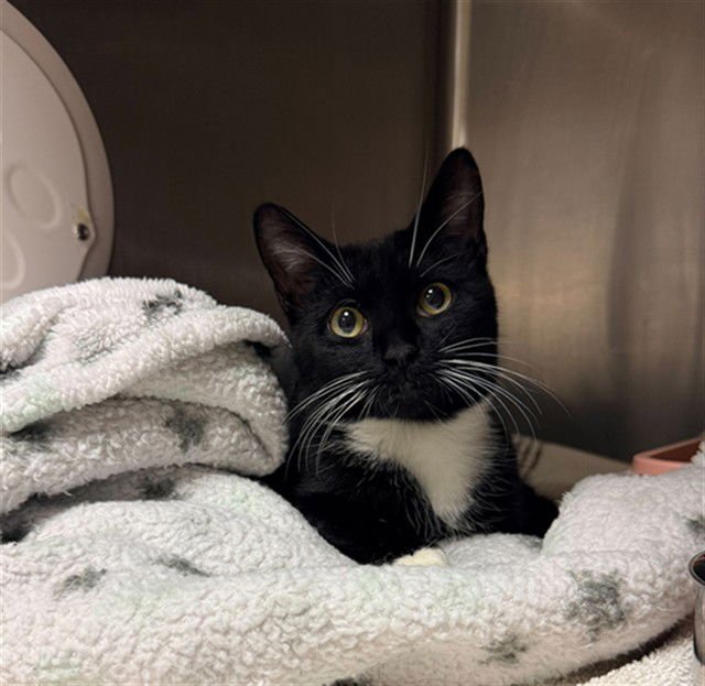 ANTLIA - Domestic Short Hair available for adoption