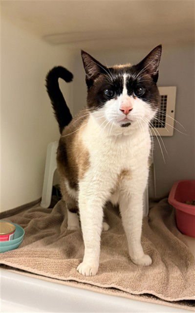 APOLLO - Snowshoe available for adoption