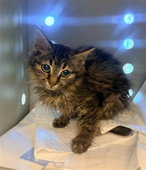 MAXINE - Domestic Medium Hair available for adoption