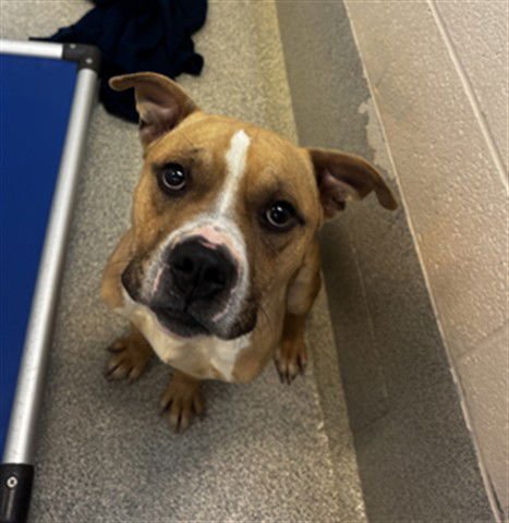 MARTIN - Pit Bull Terrier available for adoption