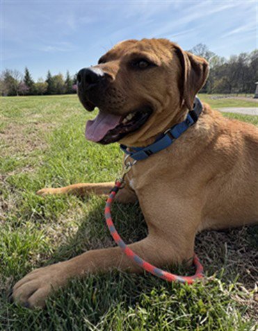 FAT BOY - American Pit Bull Terrier available for adoption