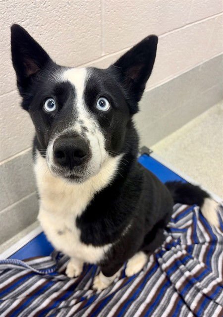 HALEY - Border Collie / Siberian Husky available for adoption