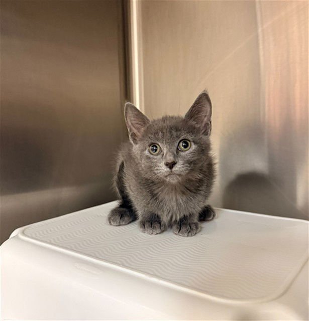 MILK CHOCOLATE - Domestic Short Hair available for adoption