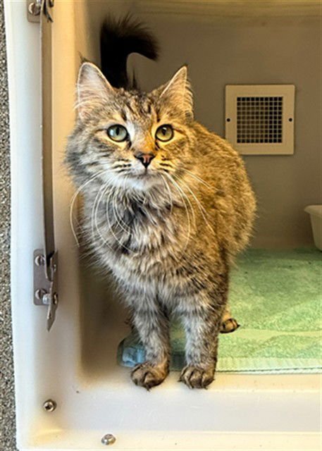 JADE - Domestic Medium Hair available for adoption