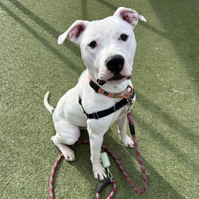 TOFU - Pit Bull Terrier available for adoption