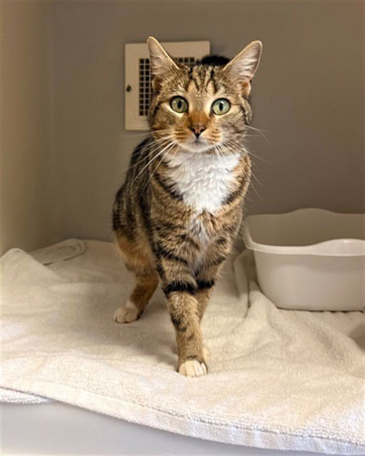 LYDIA - Domestic Short Hair available for adoption