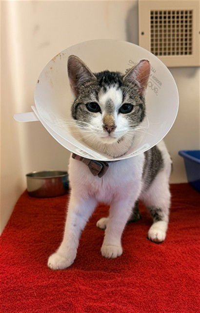 TACO - Domestic Short Hair available for adoption