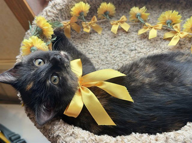 CUPCAKE - Domestic Short Hair available for adoption