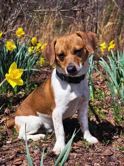 DAVEY - Parson Russell Terrier / Beagle available for adoption