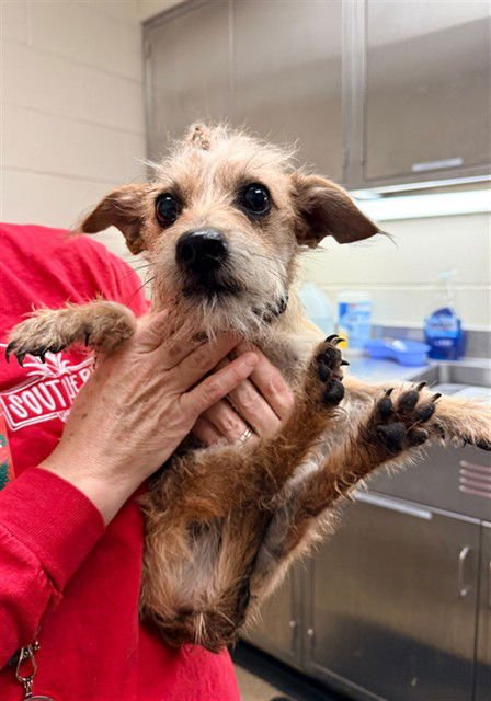 CHRISTIAN - Chihuahua / Poodle (Miniature) available for adoption