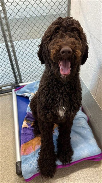 CHARLIE - Poodle (Standard) available for adoption