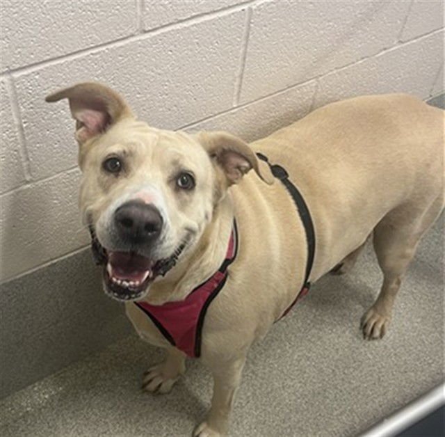 SHERA - Labrador Retriever / Great Dane available for adoption